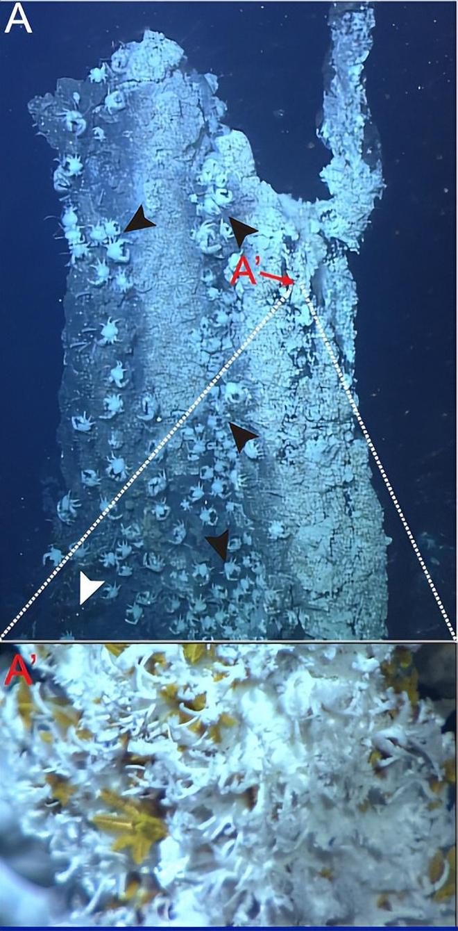 在比砒霜还毒10倍的环境中为何这种生物活得有滋有味？